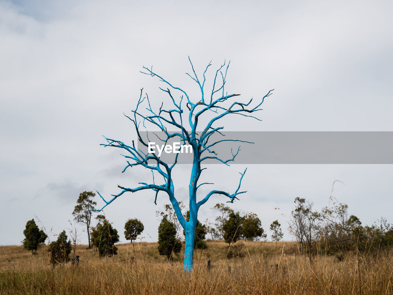 Bare tree on field against sky