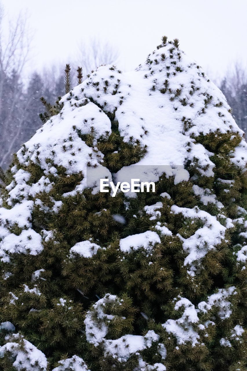 Close-up of snow covered tree