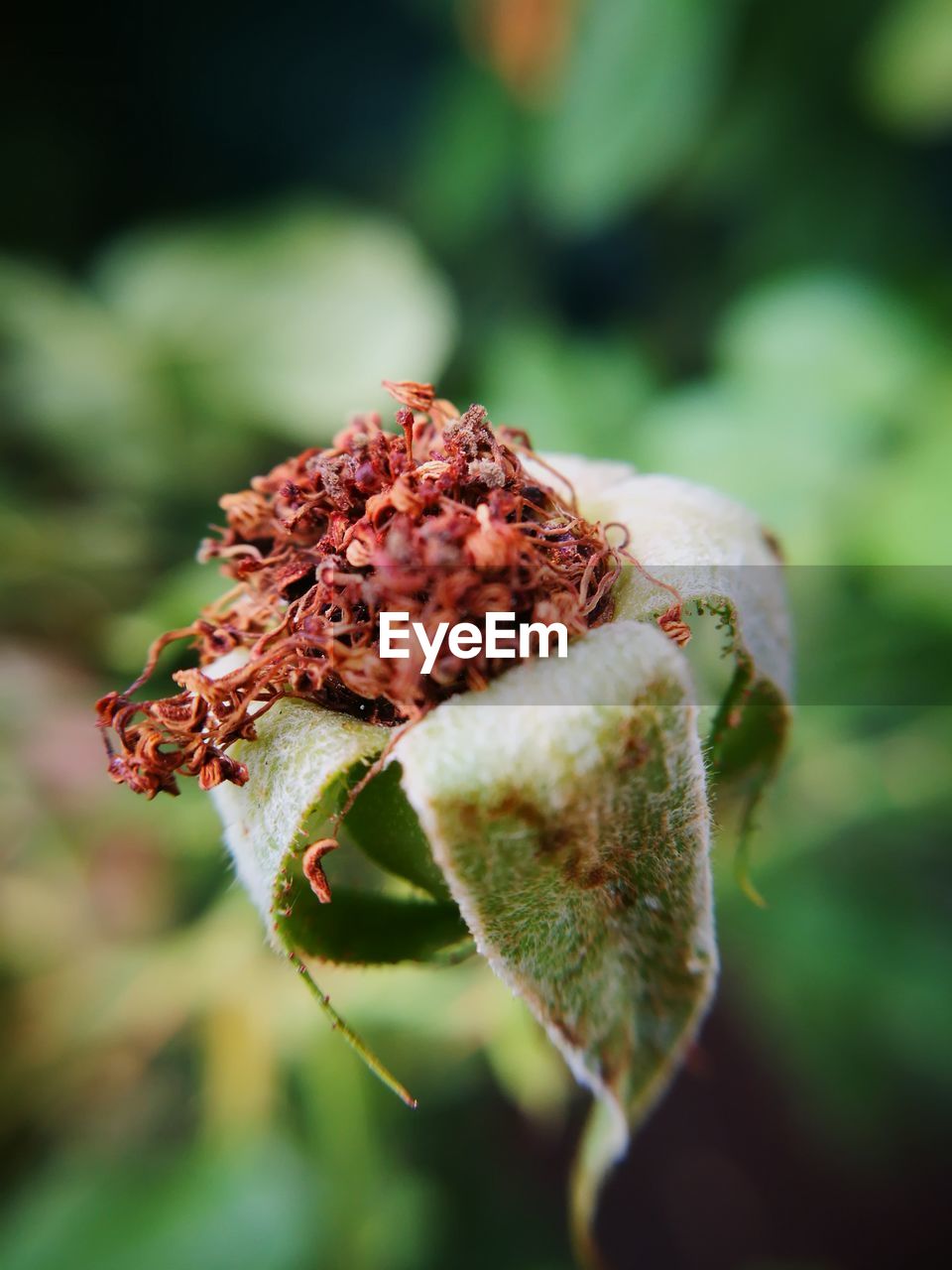 Close-up of wilted flower