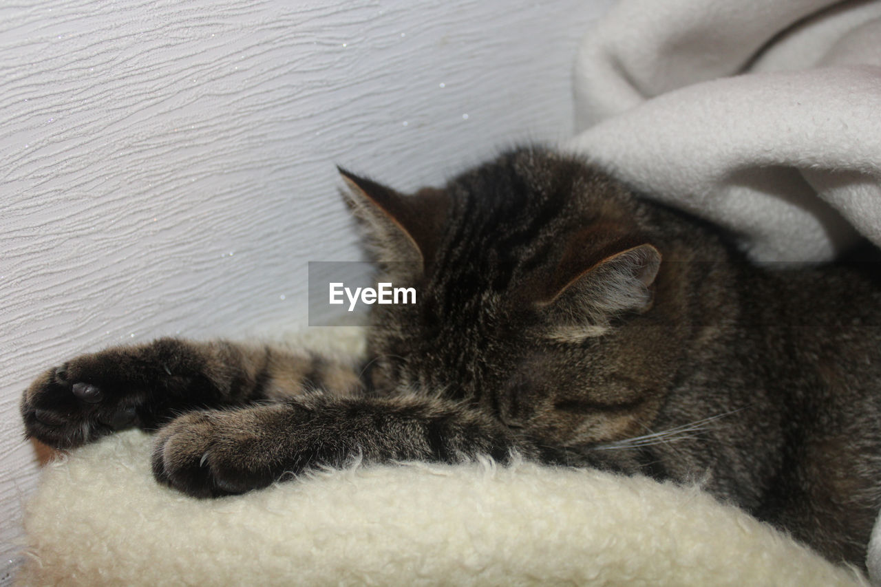 CLOSE-UP OF A CAT SLEEPING ON FLOOR