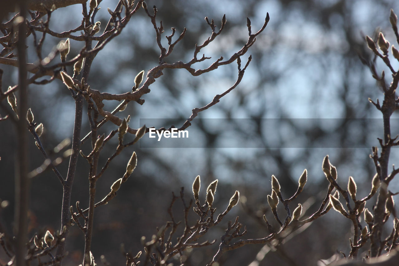 CLOSE-UP OF SNOW COVERED BARE TREE