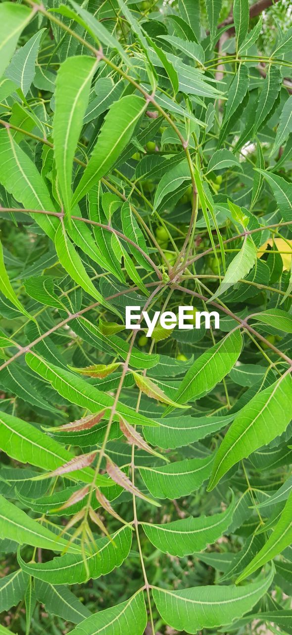 green, plant, growth, plant part, leaf, nature, beauty in nature, no people, full frame, day, backgrounds, flower, tree, close-up, land, field, tranquility, outdoors, plant stem, freshness, high angle view, grass