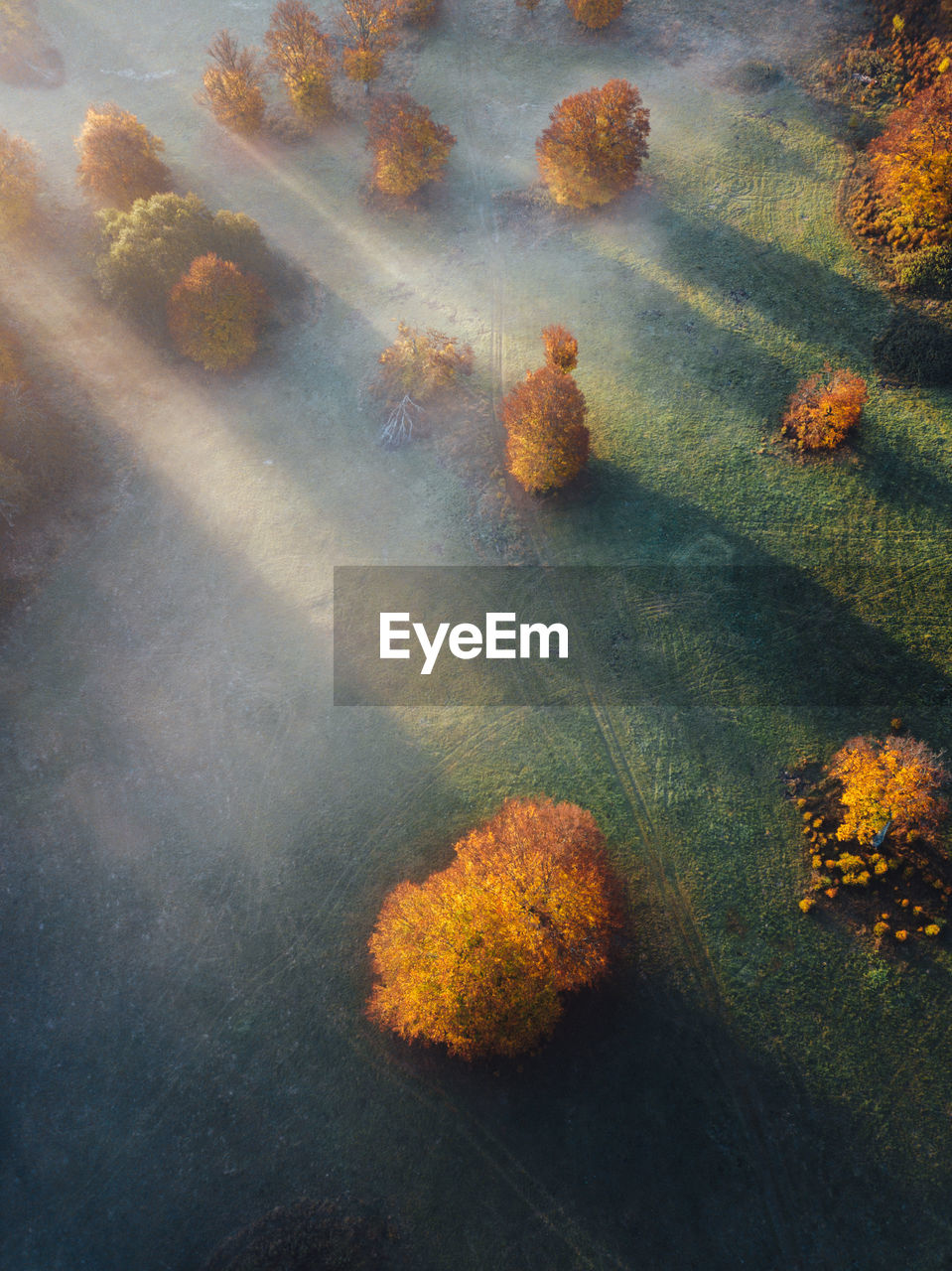 high angle view of plants growing on field