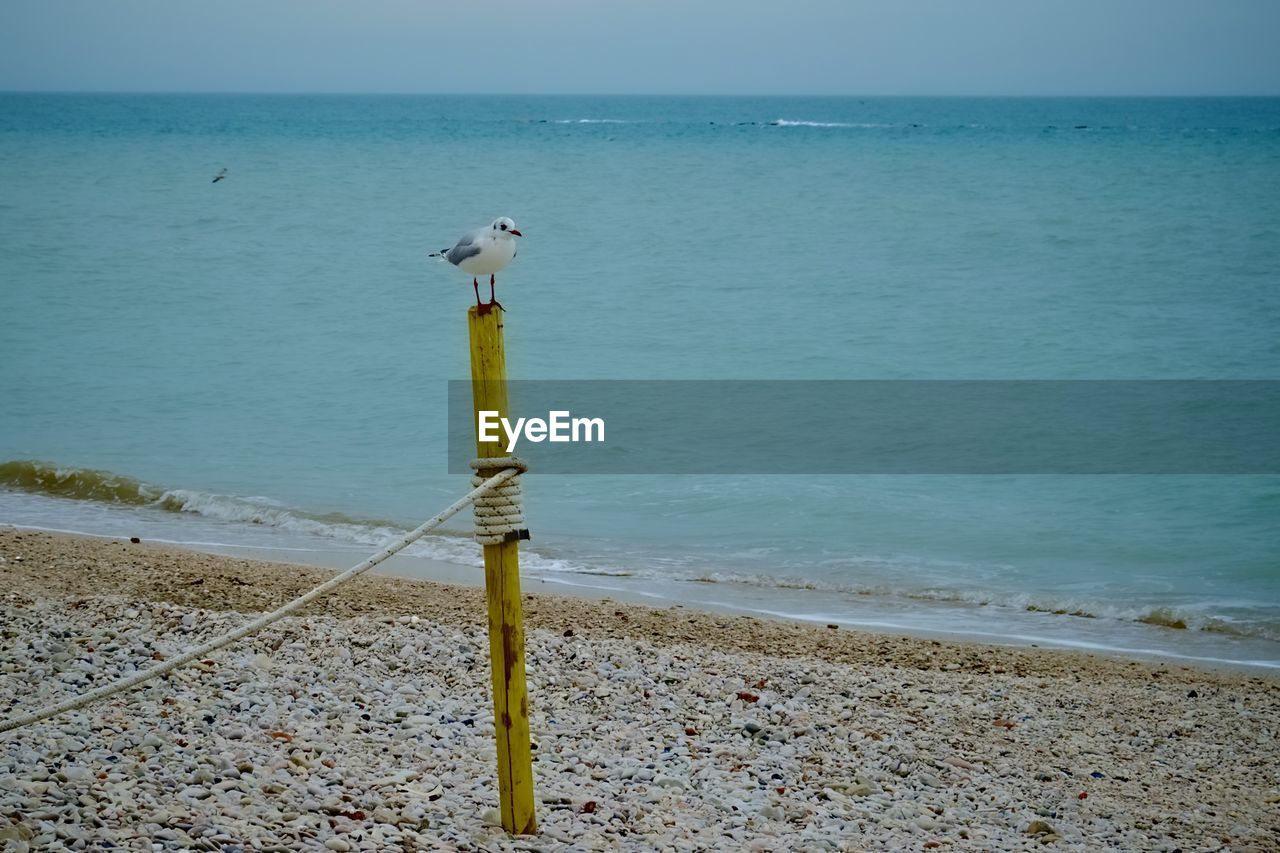 Seagull on post in calm beach