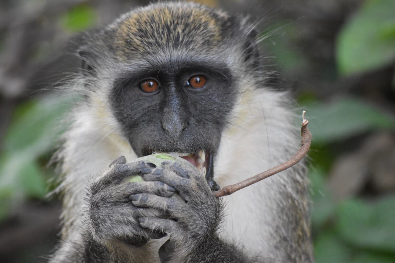 Close-up of monkey eating fruit