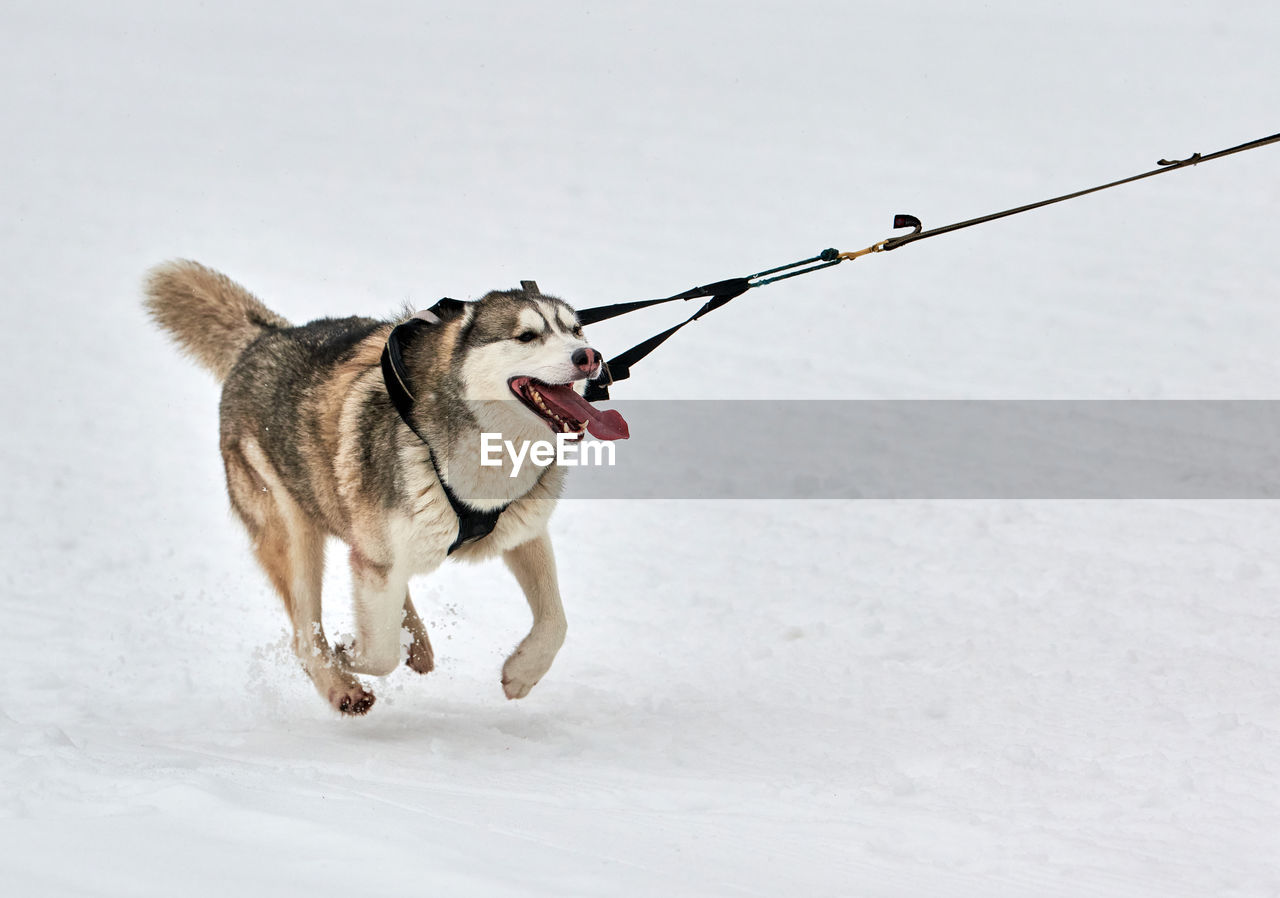 TWO DOGS RUNNING ON SNOW