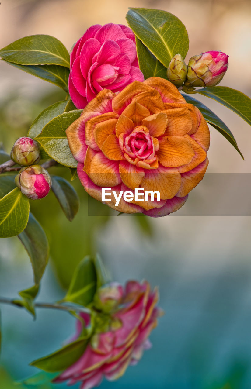 Close-up of pink rose