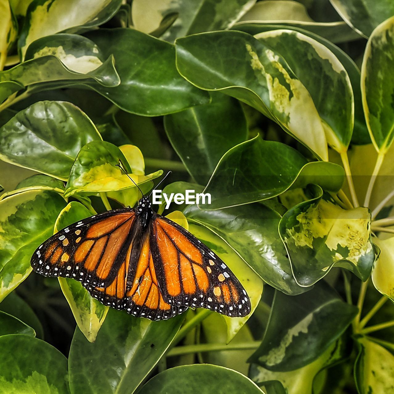 Close-up of butterfly pollinating on leaves