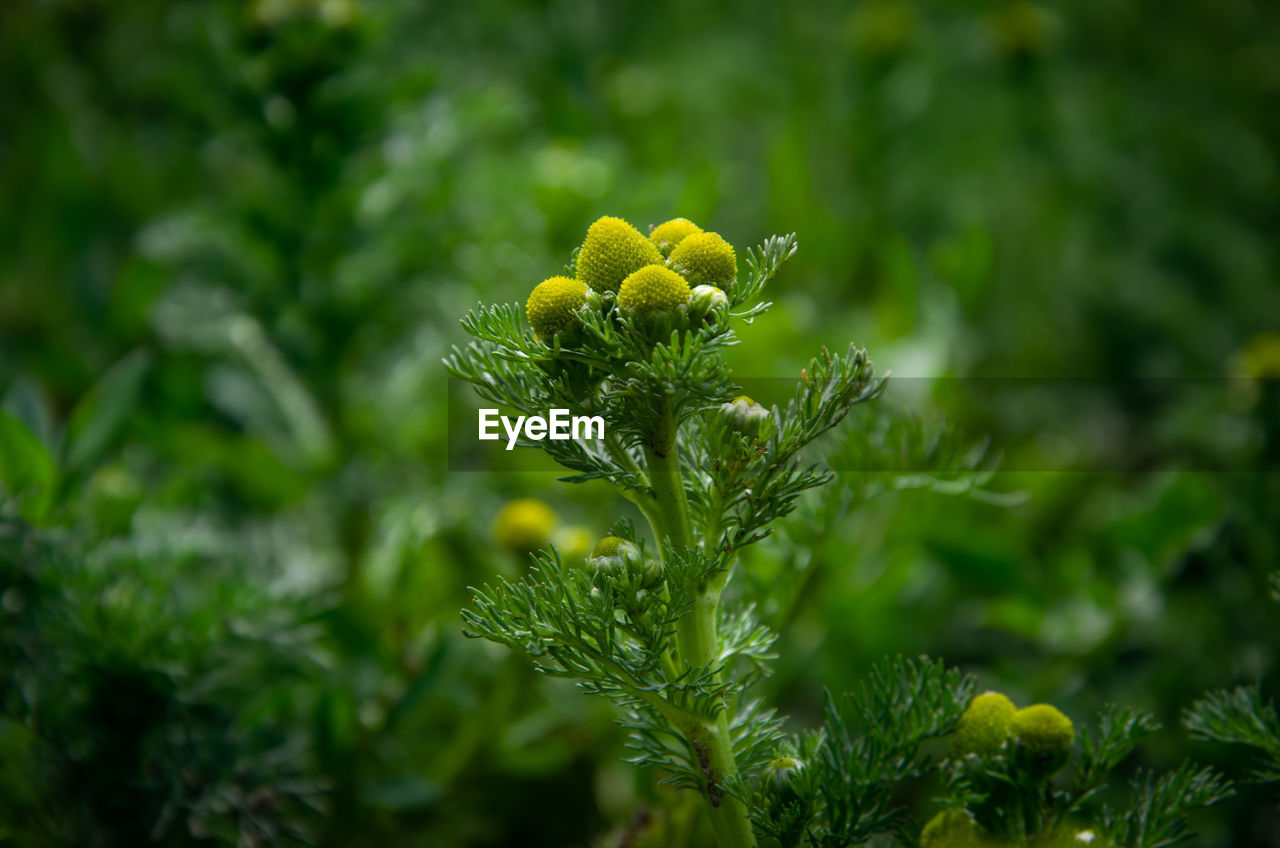 CLOSE-UP OF YELLOW FLOWER PLANT