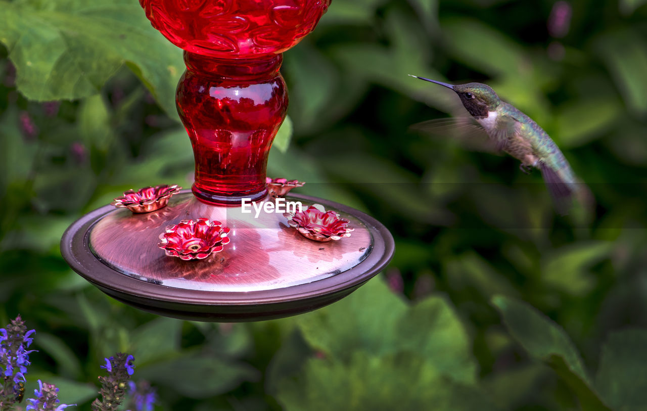 A tiny hummingbird hovers near a feeder for delicious nectar