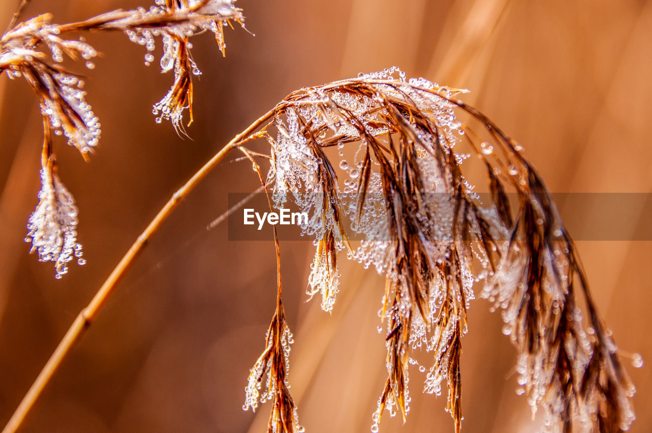 Close-up of reed with frozen dew