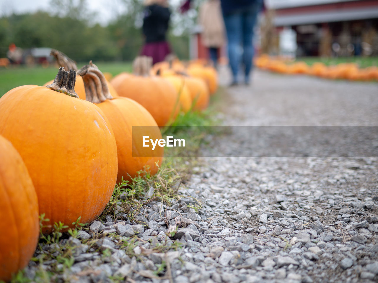 PUMPKINS ON STREET