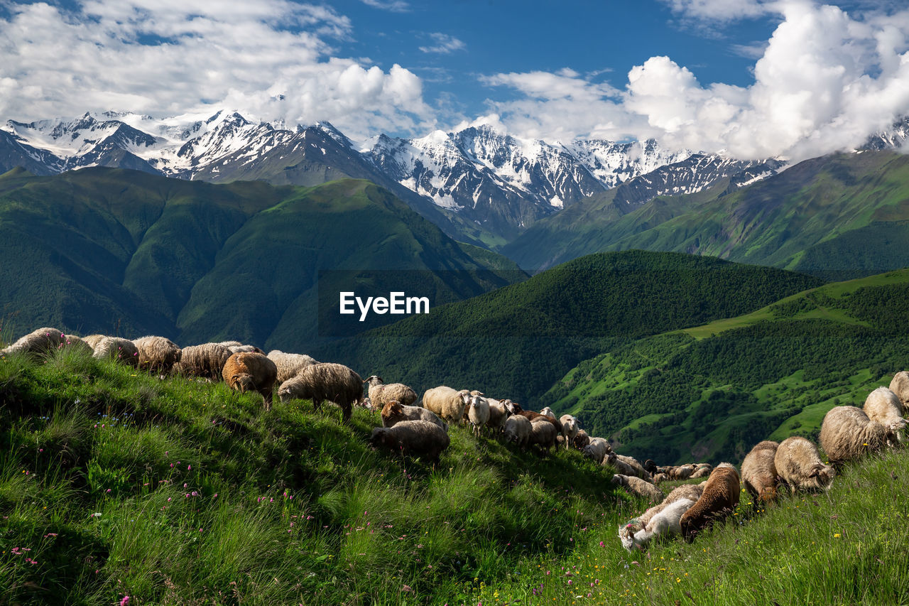 Mountains of chechnya in the caucasus. sheep in the mountains