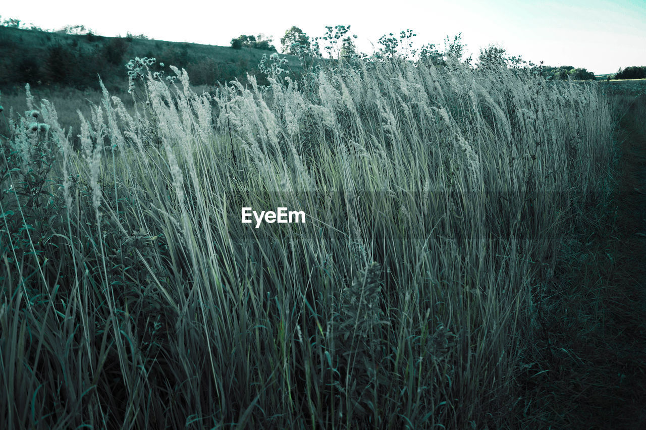 SCENIC VIEW OF WHEAT FIELD