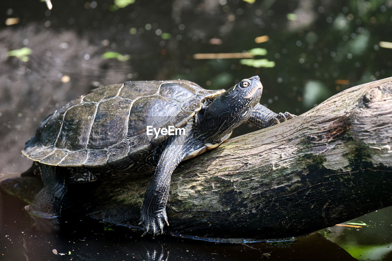 CLOSE-UP OF TURTLE IN WATER