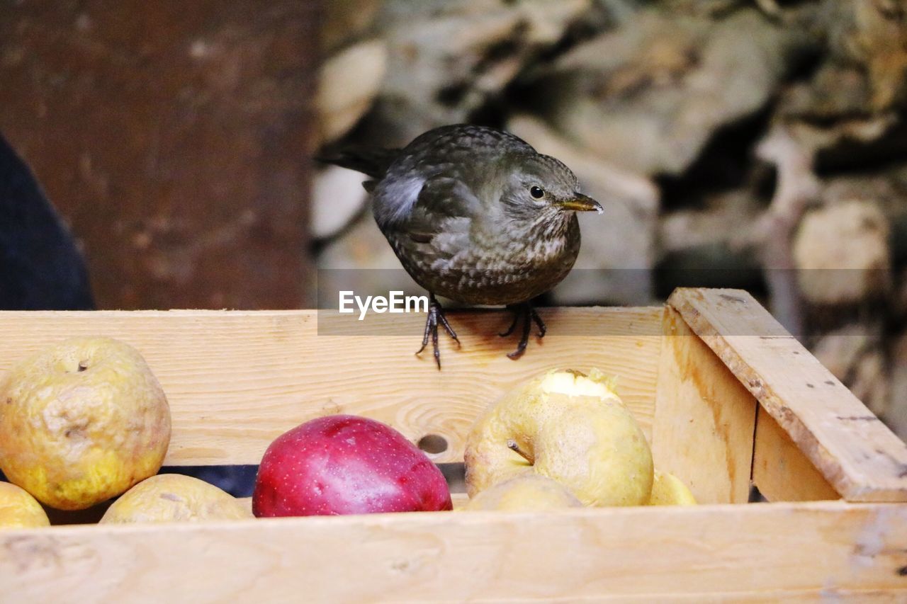 CLOSE-UP OF BIRD EATING FOOD IN A BOWL