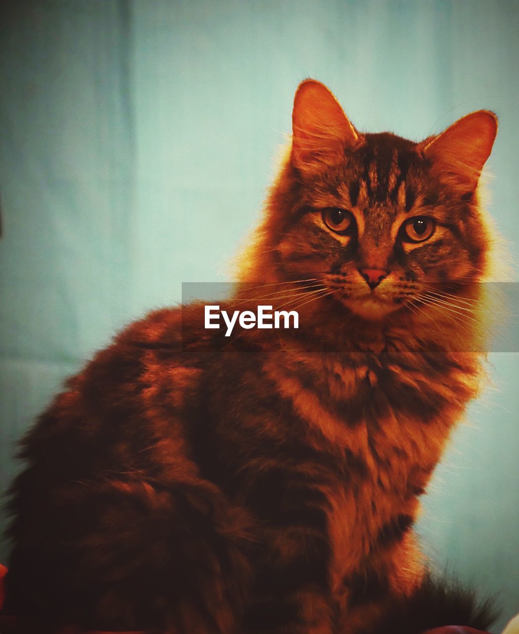 CLOSE-UP PORTRAIT OF TABBY CAT