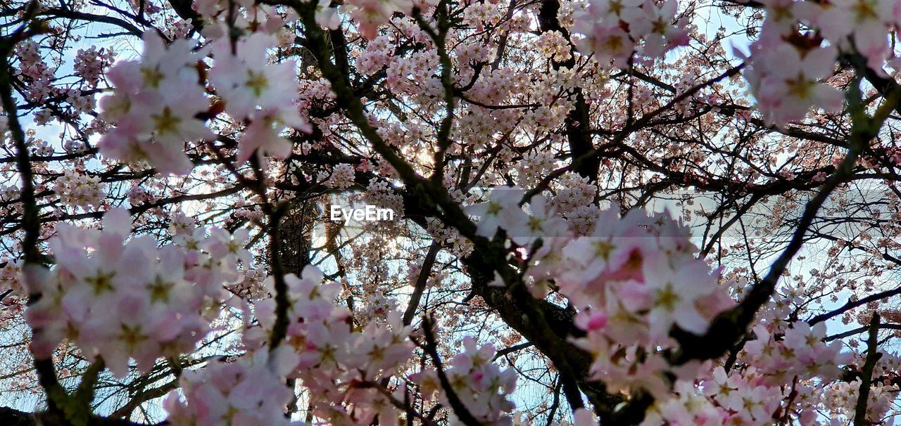 LOW ANGLE VIEW OF CHERRY BLOSSOMS