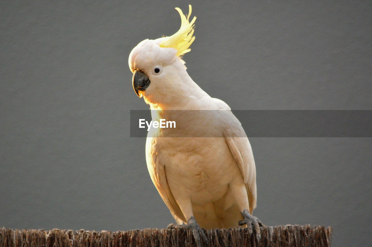 Close-up of yellow-crested cockatoo perching outdoors