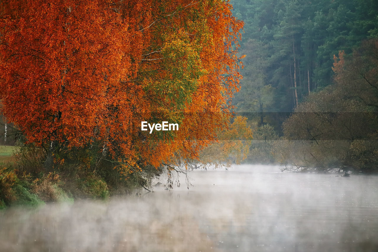 CLOSE-UP OF TREE AGAINST WATER