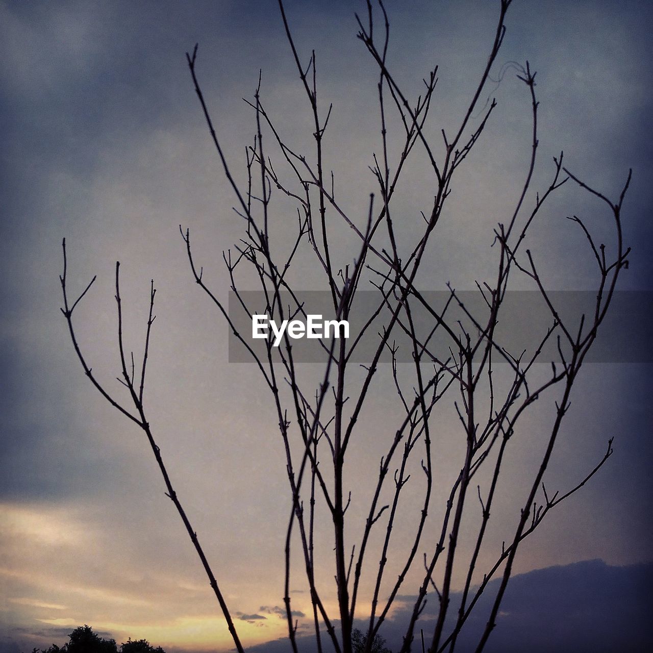 SILHOUETTE BARE TREE AGAINST SKY AT SUNSET