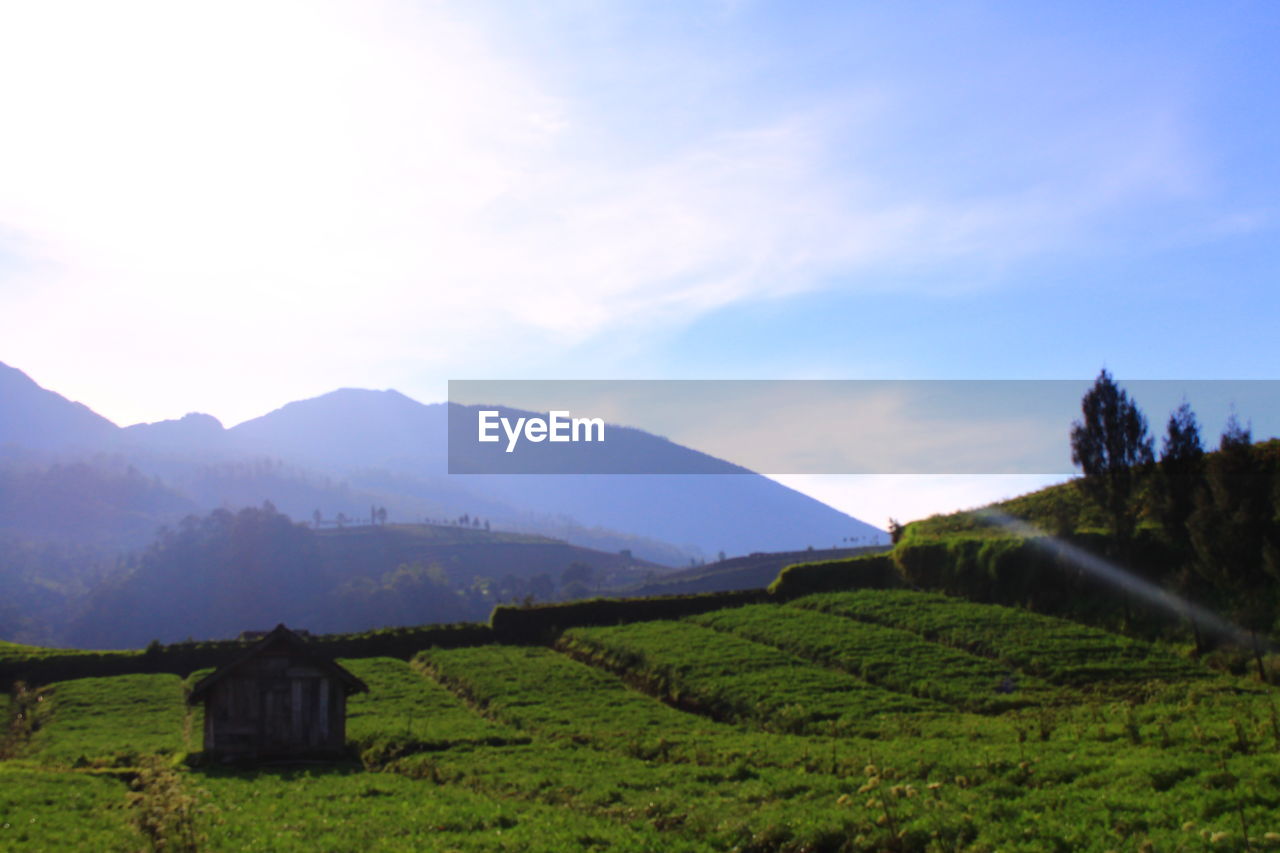 Scenic view of agricultural field against sky