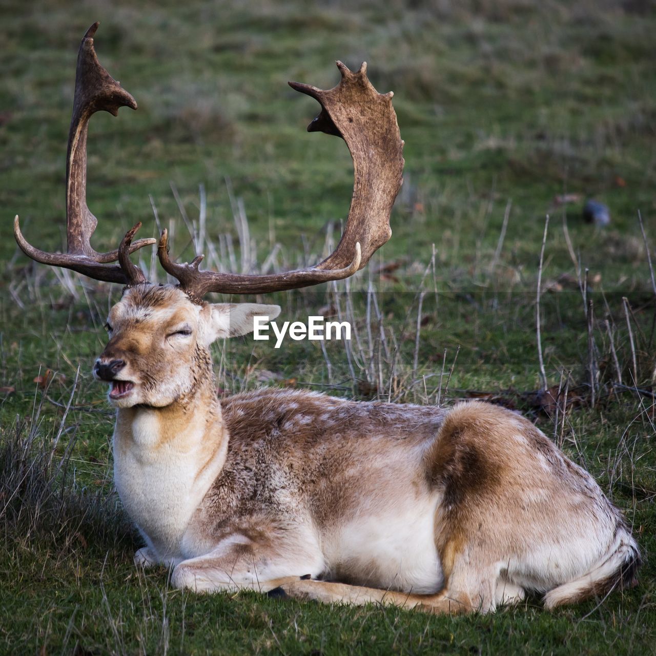 Deer resting in a field