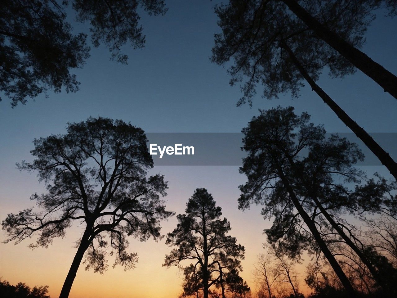 tree, plant, sky, sunset, silhouette, beauty in nature, nature, scenics - nature, landscape, evening, environment, tranquility, dusk, land, cloud, branch, tranquil scene, twilight, no people, forest, pinaceae, sun, coniferous tree, pine tree, outdoors, non-urban scene, sunlight, pine woodland, travel destinations, blue, idyllic, multi colored, dramatic sky, horizon, tourism, travel, back lit, orange color, woodland, leaf, vacation, savanna, tree trunk, rural scene, trip