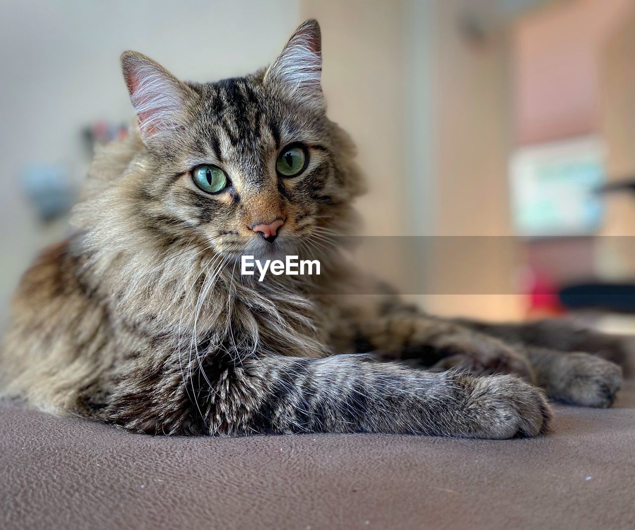 Close-up portrait of a cat