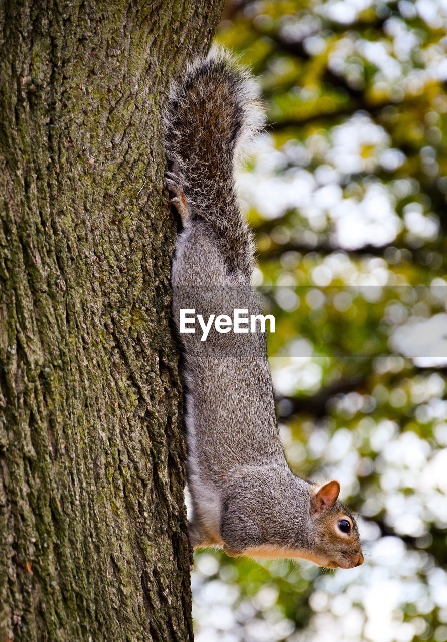 SQUIRREL ON TREE