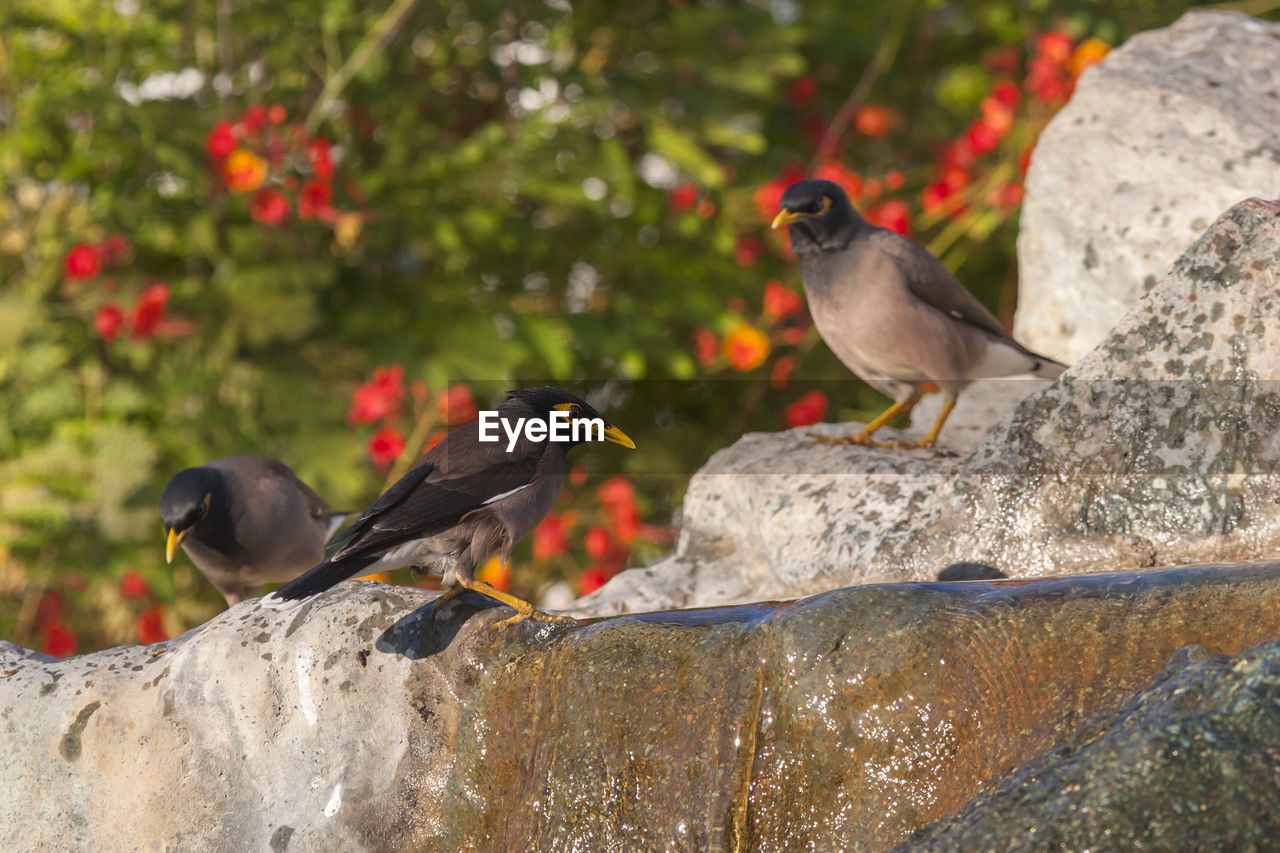 DUCKS ON ROCK