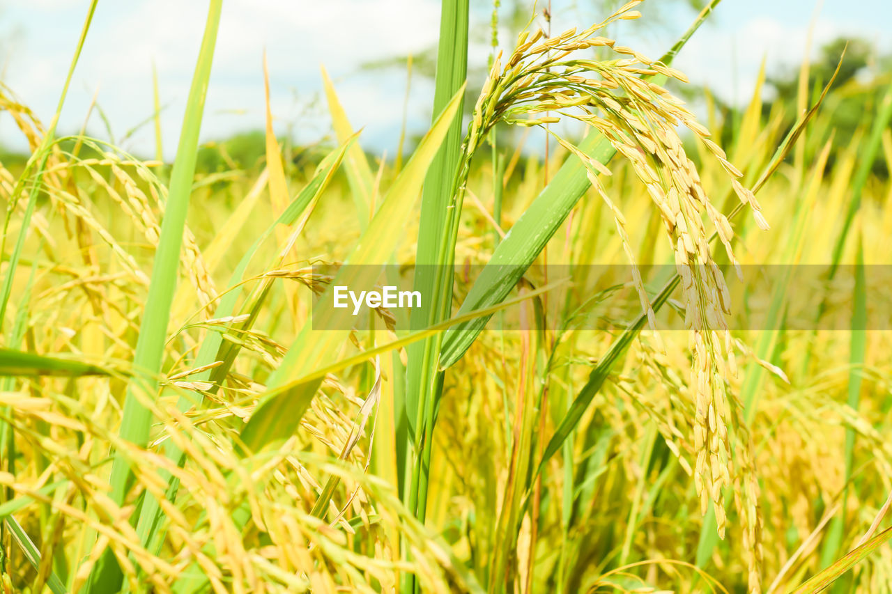 Close-up of stalks in field