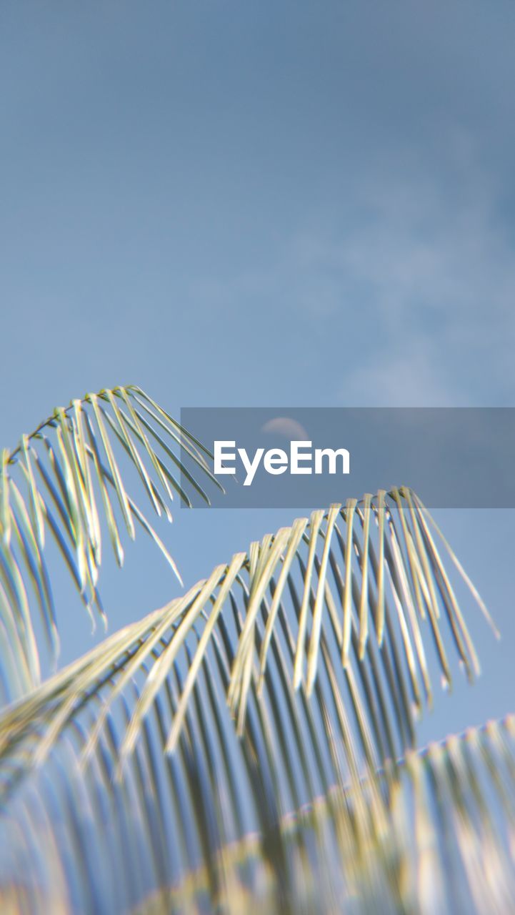 CLOSE-UP OF PALM LEAF AGAINST SKY