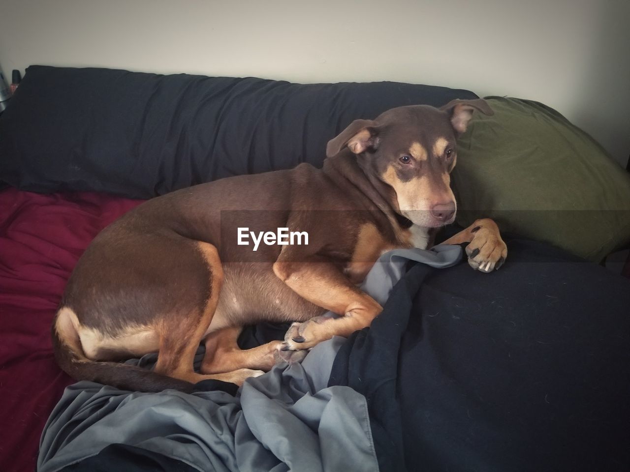 DOG SITTING ON SOFA IN MAN