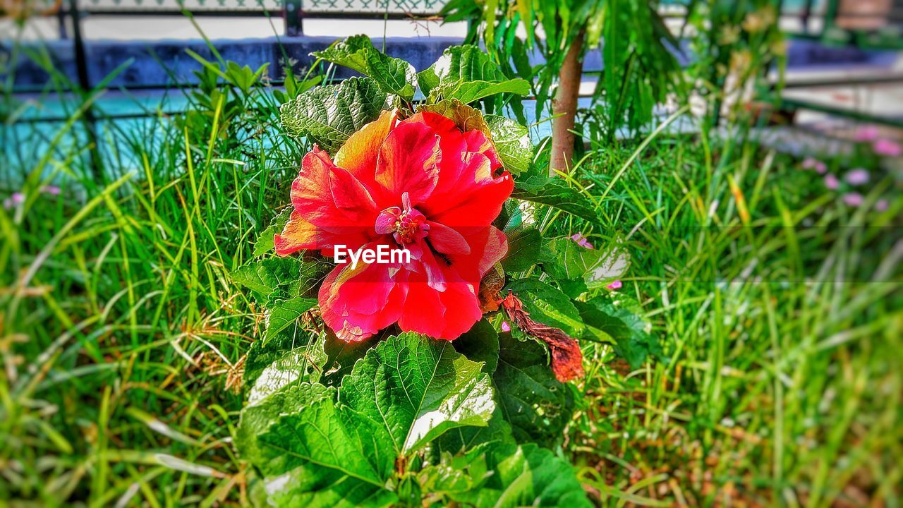 CLOSE-UP OF RED FLOWER BLOOMING ON GRASS