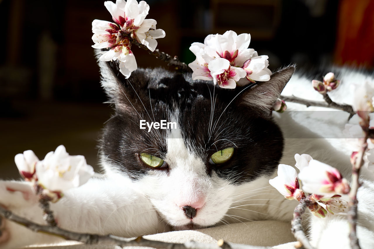 CLOSE-UP PORTRAIT OF A CAT WITH FLOWER