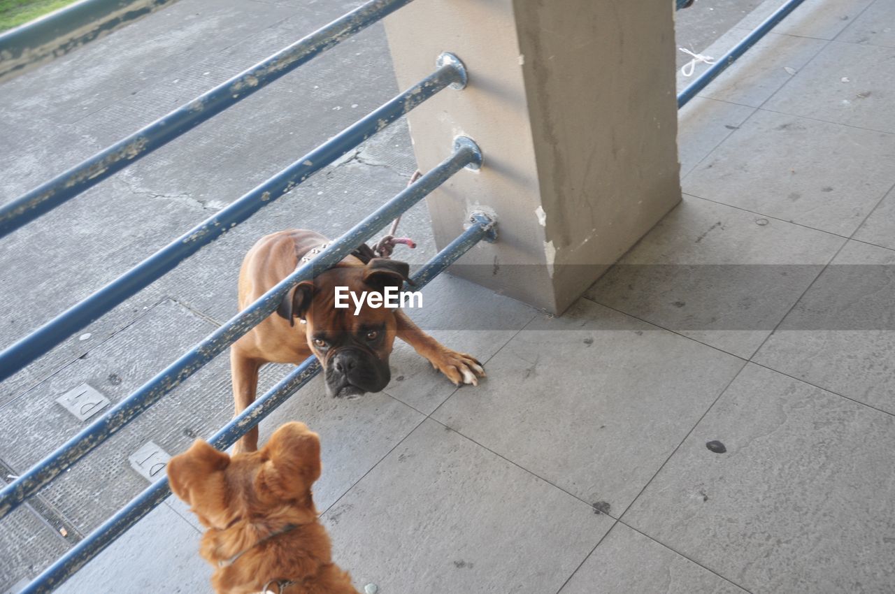 HIGH ANGLE VIEW OF DOG ON COBBLESTONE