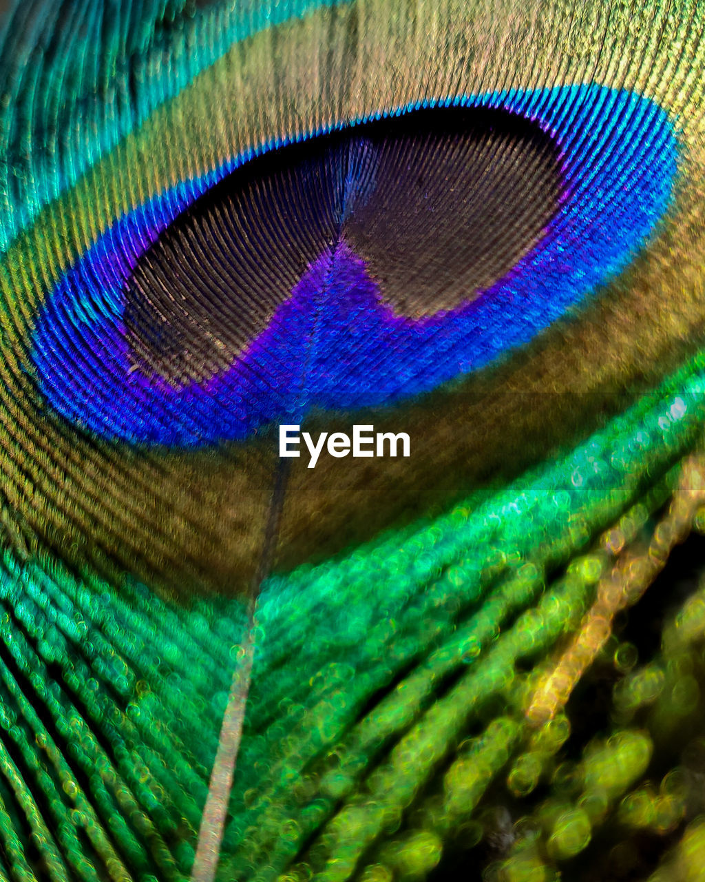 CLOSE-UP OF PEACOCK FEATHER AGAINST BLUE SKY