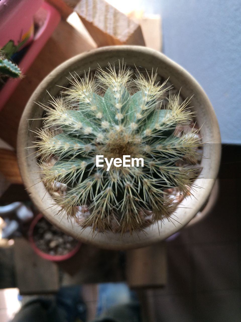 Directly above shot of potted cactus