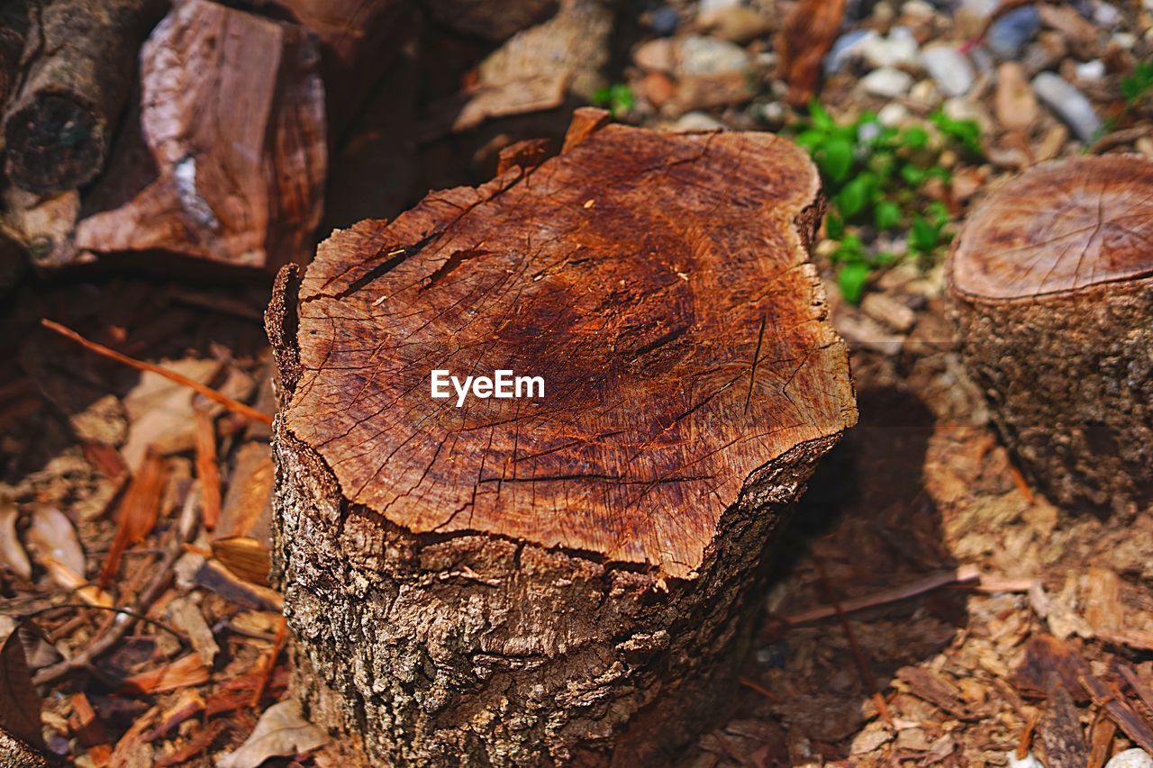 CLOSE-UP OF LOG ON TREE TRUNK