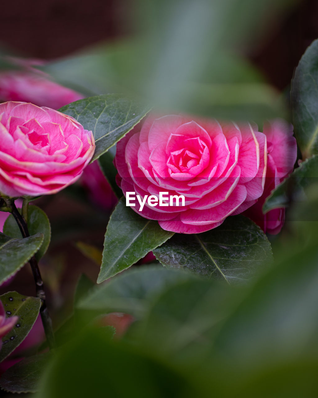 Close-up of pink roses
