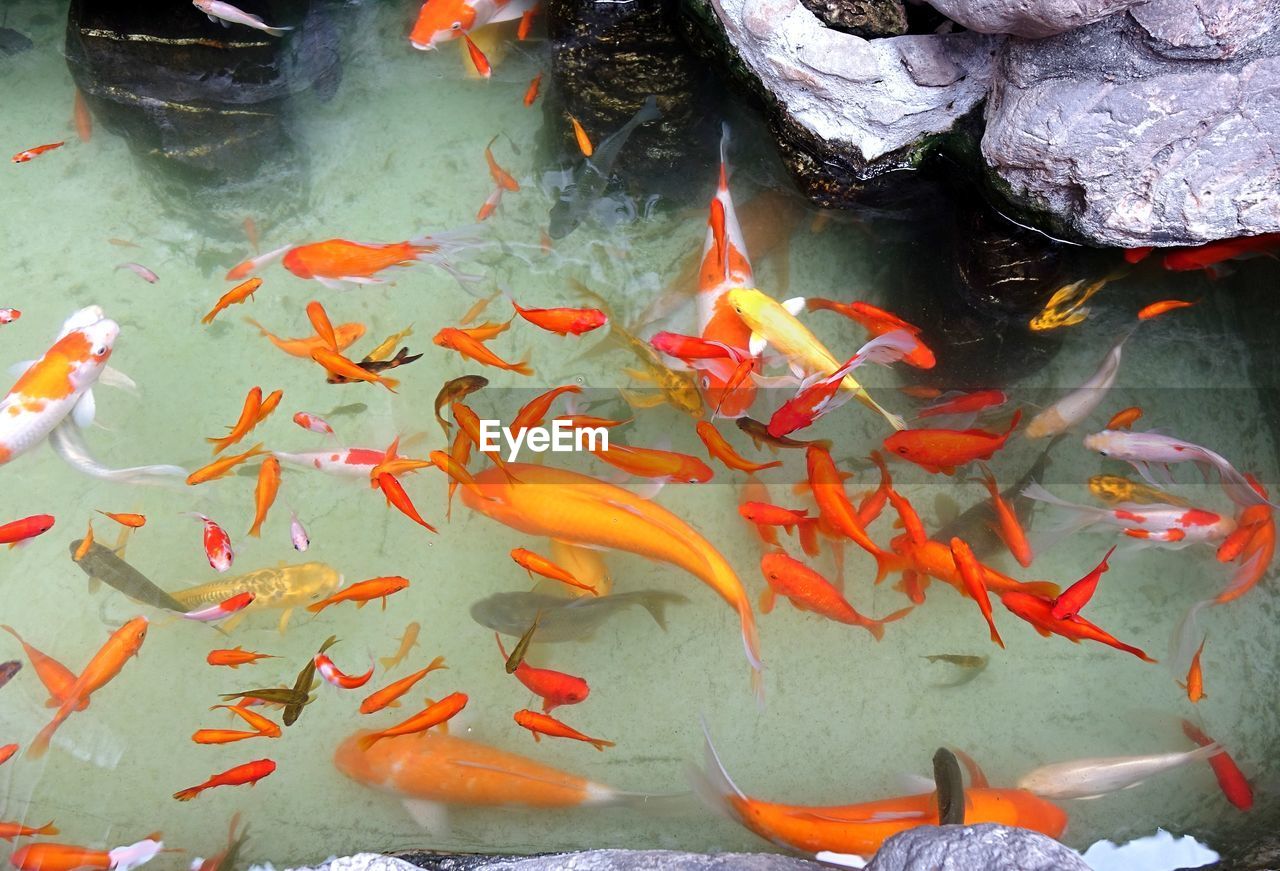 Close-up of koi fish in water