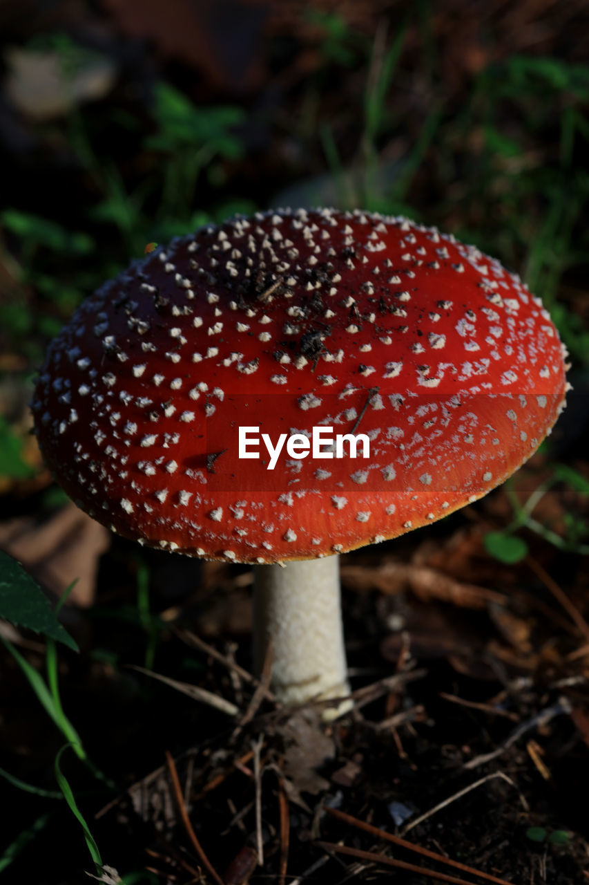 Close-up of fly agaric mushroom on field