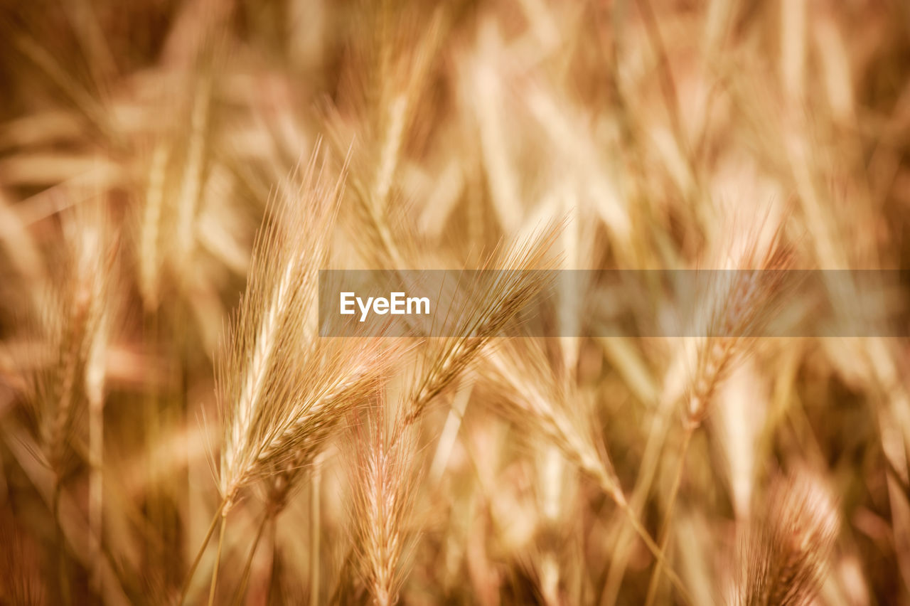 CLOSE-UP OF WHEAT CROPS