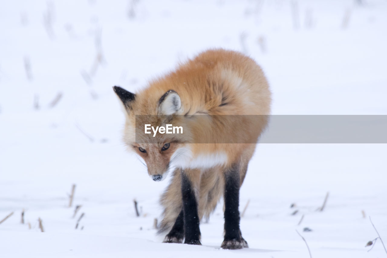 Fox on snowy field
