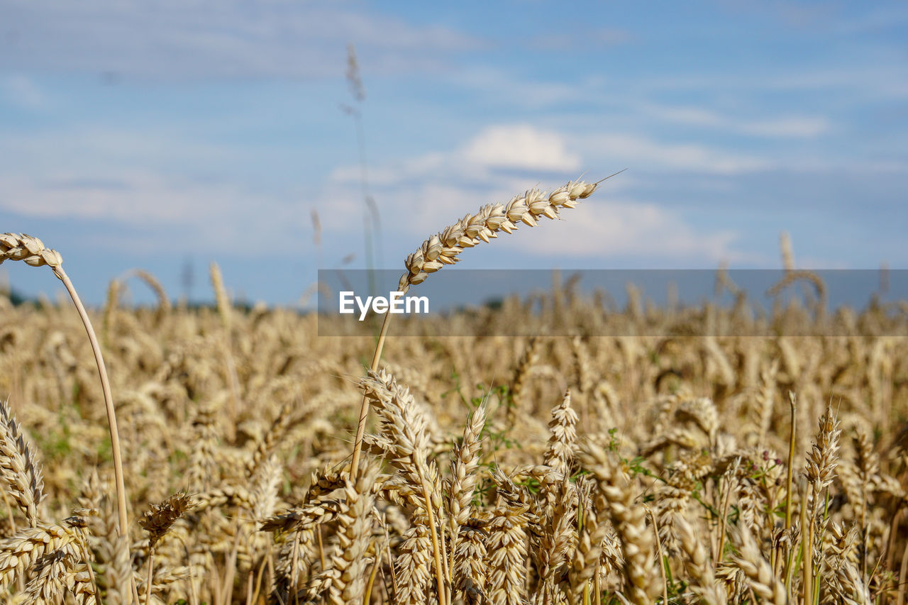 Close-up of stalks in field against sky