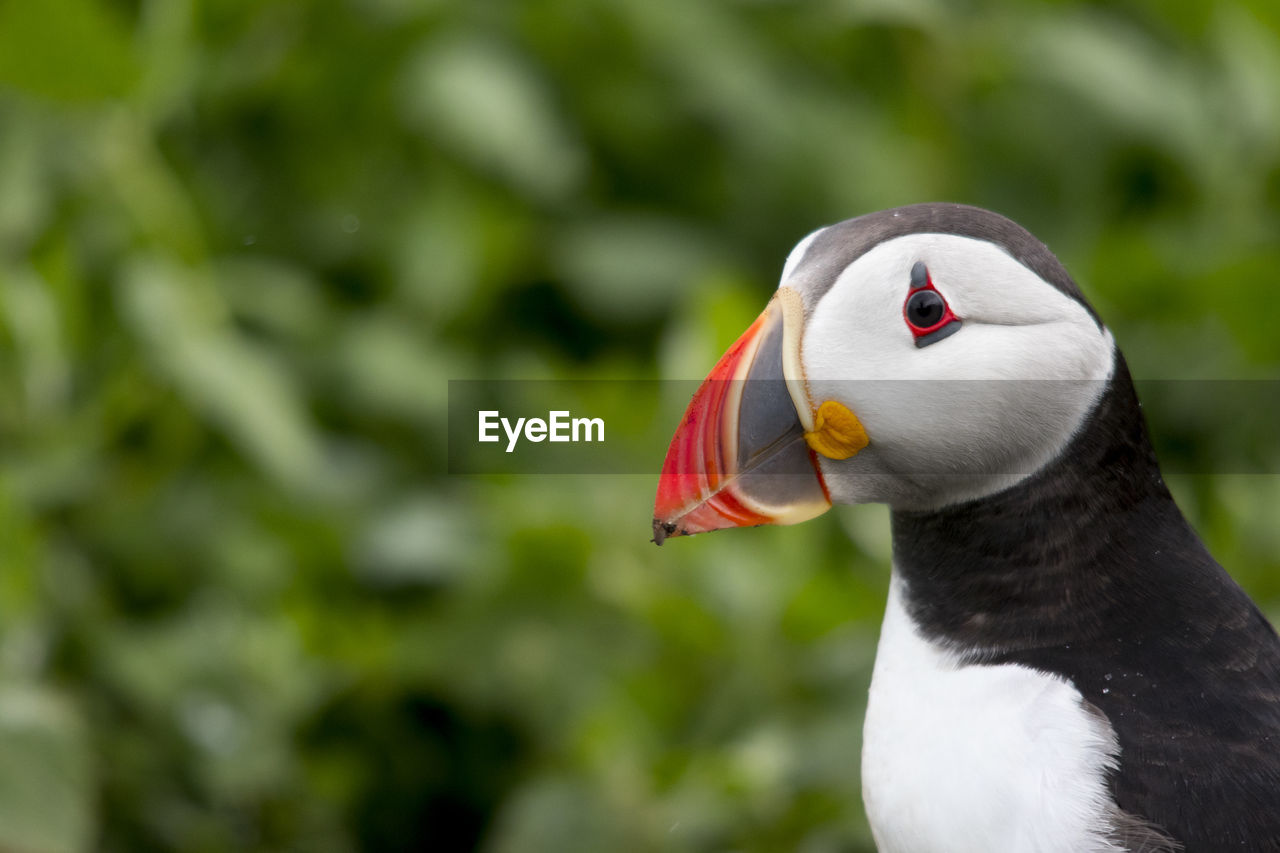 Close-up of puffin