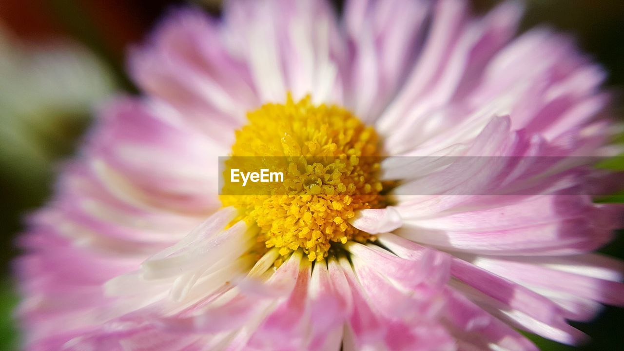 Close-up of pink flower blooming outdoors