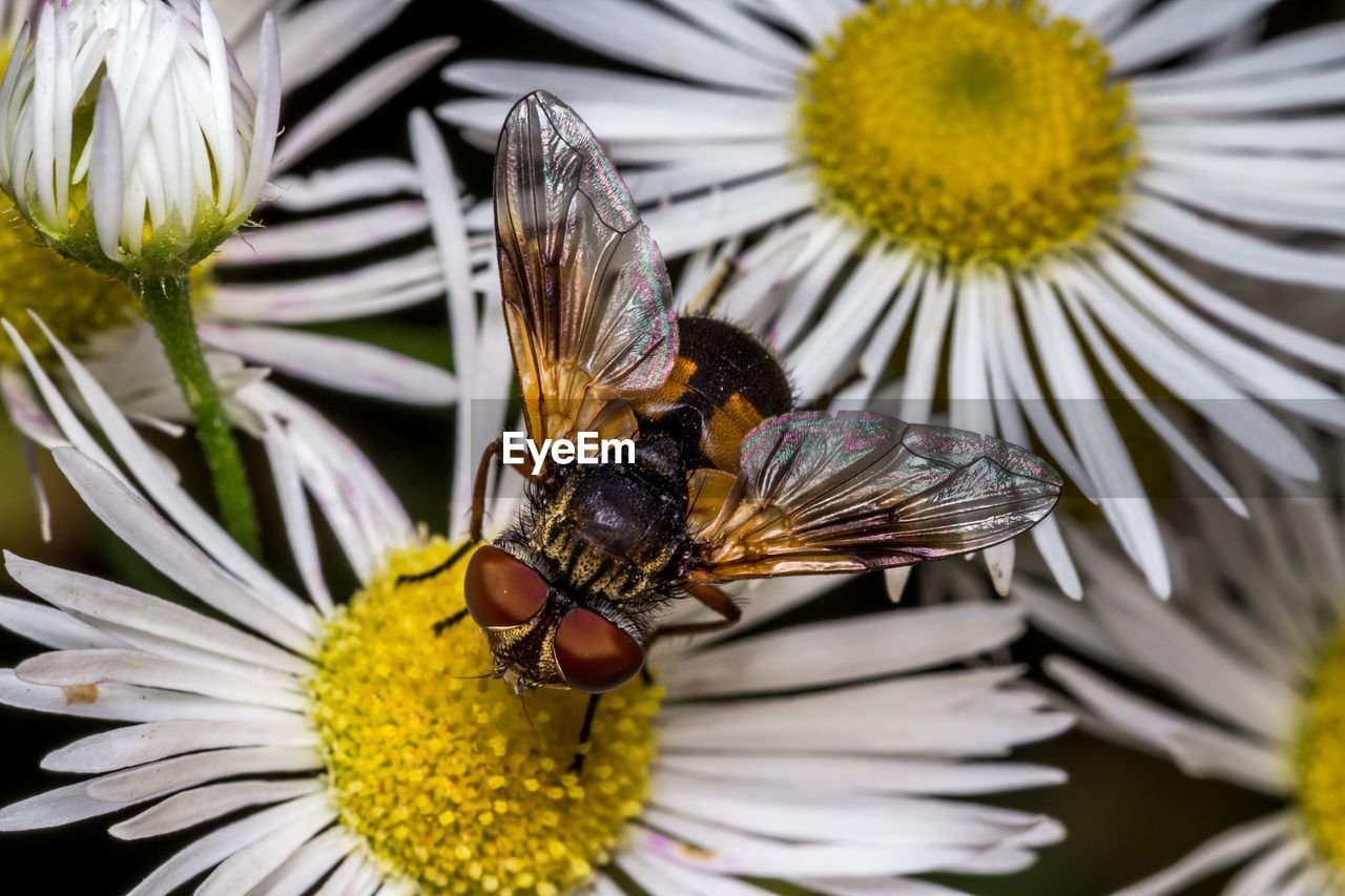 CLOSE-UP OF BEE POLLINATING FLOWER