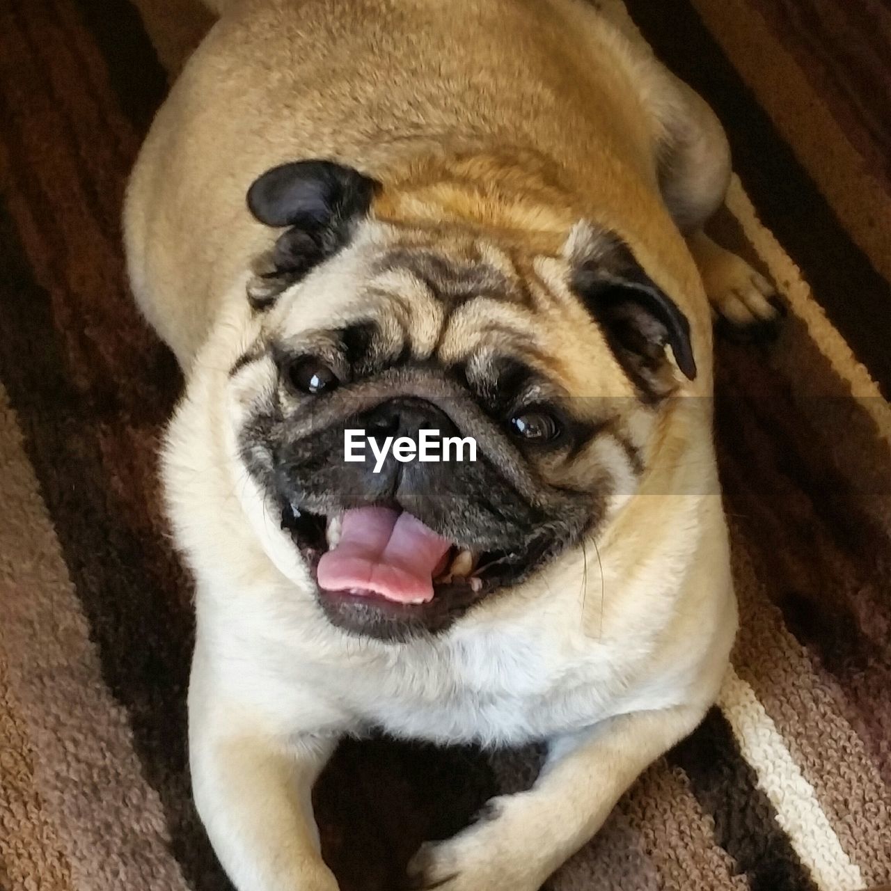 High angle view of pug sitting on floor